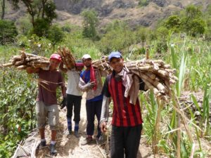 Sugar-cane-transport-in-Santo-Antao-Cape-Verde
